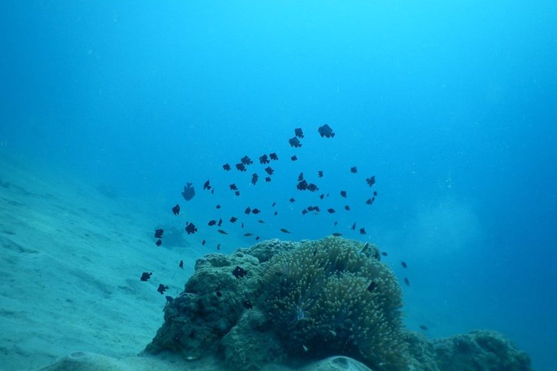 Porcupine Bay Road Dive Site